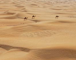 _MG_7238b
